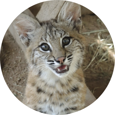 A bobcat